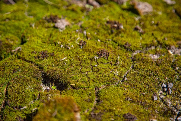 The surface of the earth is covered with moss, grass leaves, green vegetation and opposing rags, stone, sharp hard objects.