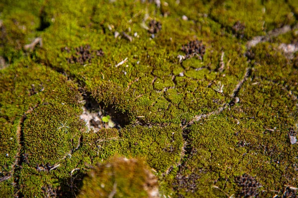 Surface Earth Covered Moss Grass Leaves Green Vegetation Opposing Rags — Stock Photo, Image