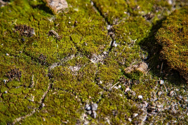 Het Aardoppervlak Bedekt Met Mos Grasbladeren Groene Vegetatie Tegengestelde Vodden — Stockfoto