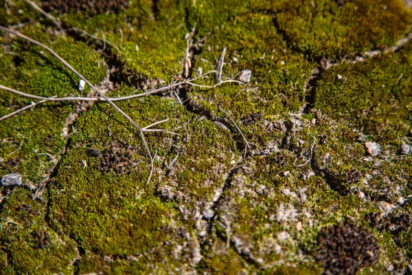 Surface Earth Covered Moss Grass Leaves Green Vegetation Opposing Rags — Stock Photo, Image