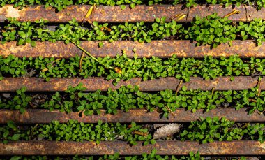 Eski metal rendeleyici çimen dokusu, üst üste binen duvarlar, binanın beton tabanı tahrip, filizlenen çimenler.