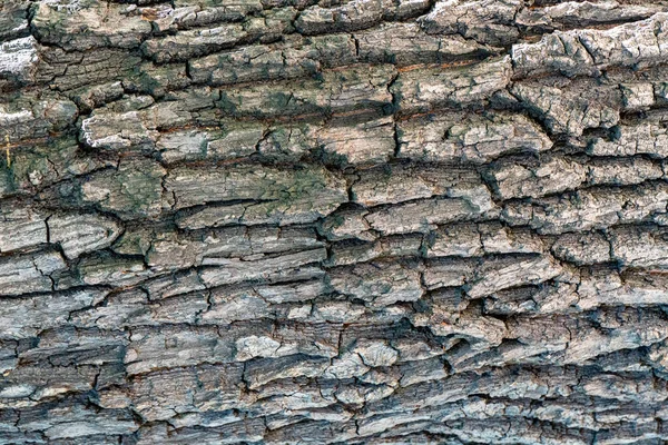 Texture Corteccia Albero Legno Invecchiato Trucioli Incrinature Muschio Fotofono Screensaver — Foto Stock