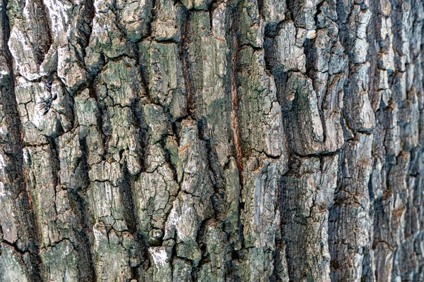 Tekstura Kory Drzewnej Drewna Dojrzałego Wiórów Pęknięć Mchu Fotofonu Wygaszacza — Zdjęcie stockowe