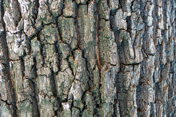 Textuur Van Boomschors Verouderd Hout Chips Scheuren Mos Fotofoon Voor — Stockfoto