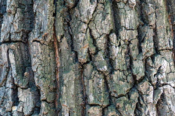 Υφή Φλοιού Δέντρου Παλαιωμένου Ξύλου Τσιπ Ρωγμές Βρύα Φωτόφωνο Για — Φωτογραφία Αρχείου