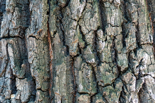 Texture of tree bark, aged wood, chips, cracks, moss, photophone for screensaver and print