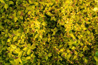 Ağaçların, çalıların, çalıların sarı güneşli bitkileri yaprakların yaprakların ve meyvelerin makro arkaplanı, güneşte yaprakların yaprakları.