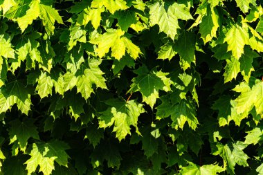Ağaçların, çalıların, çalıların, yaprakların yaprakların ve böğürtlenlerin, akçaağaç yapraklarının yeşil bitkileri