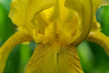 İlkbaharda açan makro çiçekleri, yaprakların, damarların, ergenlerin, tohumların detaylarını detaylandırır.