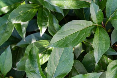 Ağaçların, çalıların, çalıların, yaprakların yaprakların ve böğürtlenlerin, akçaağaç yapraklarının yeşil bitkileri