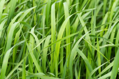 Makro yeşil çimen, çimen yüzeyi, doğa dokusu, yonca yoncası.