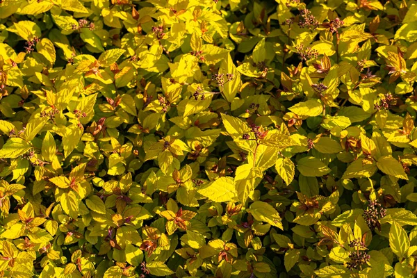 Yellow sunny vegetation of trees, bushes, bushes, macro background from leaves with flowers and berries, foliage in the sun