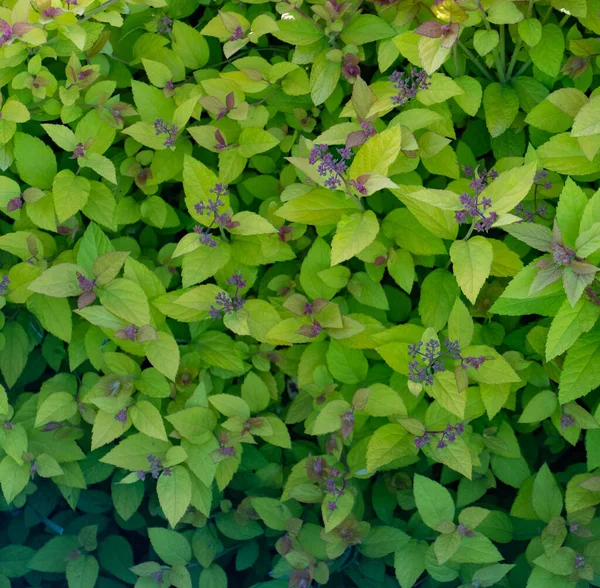 Zelená Vegetace Stromů Keřů Keřů Makro Pozadí Listů Květinami Bobulemi — Stock fotografie
