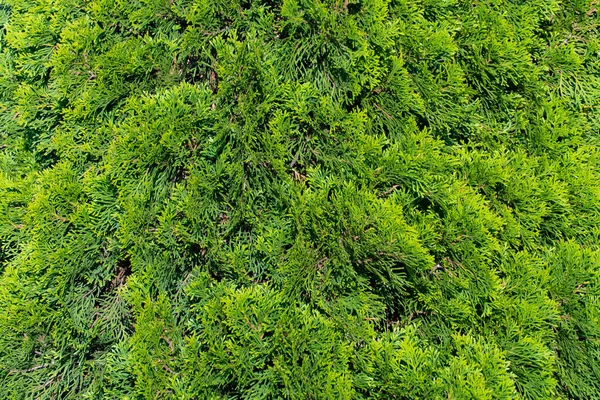 灌木的绿色植被 树枝和树叶的特写背景 常绿树 — 图库照片