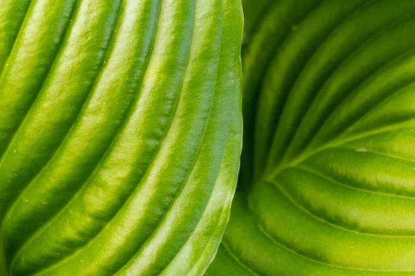 Macro Shot Foglia Fresca Verde Vene Consistenza Naturale Foglia Mangiata — Foto Stock