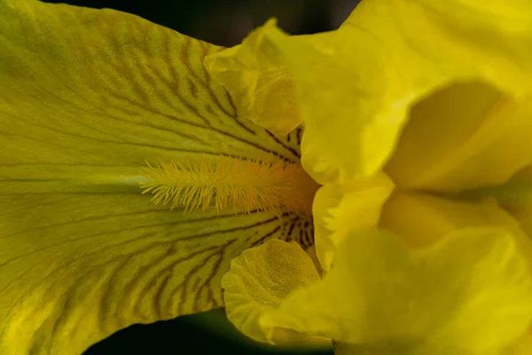 Makroblüte Frühling Große Detaillierung Der Blütenblätter Adern Staubgefäße Samen — Stockfoto