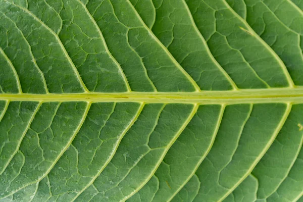 Makro Záběr Zeleného Čerstvého Listu Žíly Přírodní Textura Snědený List — Stock fotografie
