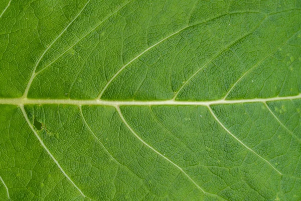 Macro Shot Feuilles Fraîches Vertes Veines Texture Nature Feuilles Mangées — Photo