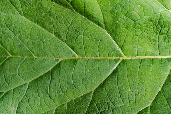 Macro Shot Feuilles Fraîches Vertes Veines Texture Nature Feuilles Mangées — Photo