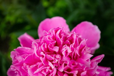 Baharda açan makro çiçekleri, yeşil çimen, damar, erkek organlar, tohumlar üzerinde taç yapraklarının yakın plan pembe narin şakayık çiçekleri.