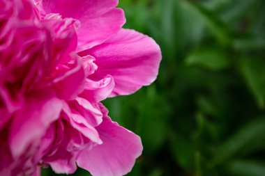 Baharda açan makro çiçekleri, yeşil çimen, damar, erkek organlar, tohumlar üzerinde taç yapraklarının yakın plan pembe narin şakayık çiçekleri.