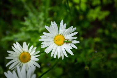 Baharda makro çiçek açar, beyaz eczane papatya çiçeği yeşil çimen, damar, erkek organlar, tohumların arka planında taç yapraklarını yakından inceler.
