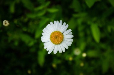 Baharda makro çiçek açar, beyaz eczane papatya çiçeği yeşil çimen, damar, erkek organlar, tohumların arka planında taç yapraklarını yakından inceler.