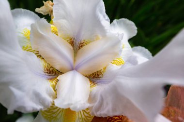 Baharda açan Makro çiçekleri, yakın plan beyaz iris çiçekleri koyu arkaplanda dantel taç yaprakları, sarı pudingler, tohumlar.