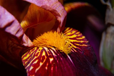 İlkbaharda açan makro, mor iris çiçeği koyu arkaplanda dantel yaprakların yakın plan dansı, sarı mantarlar, tohumlar.