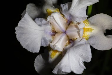 Baharda açan Makro çiçekleri, yakın plan beyaz iris çiçekleri koyu arkaplanda dantel taç yaprakları, sarı pudingler, tohumlar.