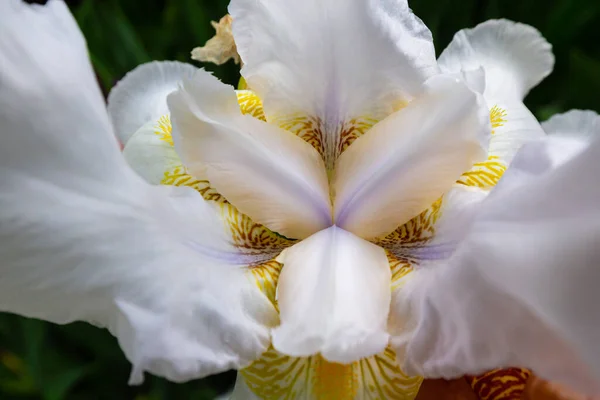 春に咲くマクロ 濃い背景のレースダンス花弁の白い虹彩の花のクローズアップ詳細 黄色の雄蕊 — ストック写真