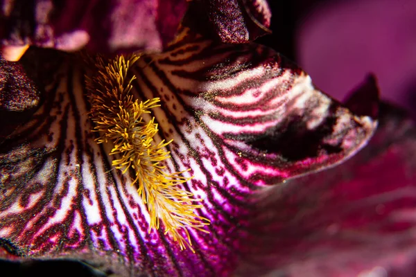Macro Floreciendo Primavera Flor Iris Púrpura Detalle Encaje Pétalos Baile — Foto de Stock