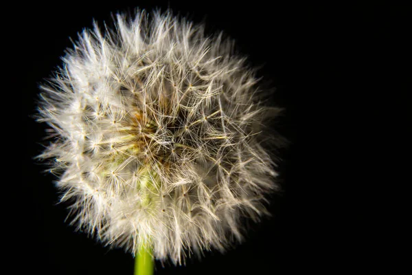 Macro Floreciendo Primavera Diente León Flor Blanca Detalle Cerca Pétalos — Foto de Stock