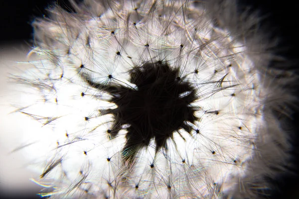 Macro Floreciendo Primavera Diente León Flor Blanca Detalle Cerca Pétalos — Foto de Stock