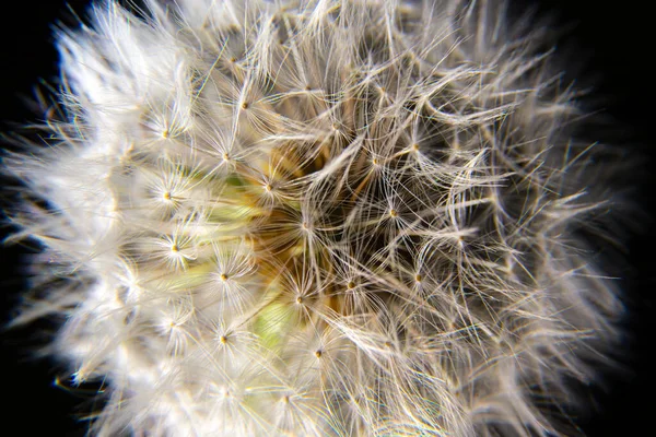 Makroblüte Frühling Weißer Löwenzahn Detailaufnahmen Von Blütenblättern Vor Grünem Gras — Stockfoto