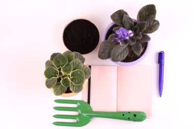 Bahçecilik aletleri ve beyaz arka plan üzerinde çiçek