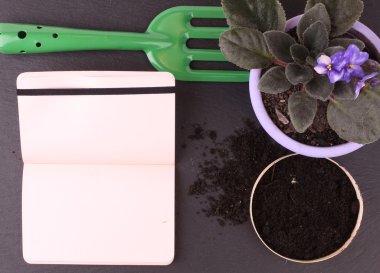 Bahçecilik aletleri ve beyaz arka plan üzerinde çiçek