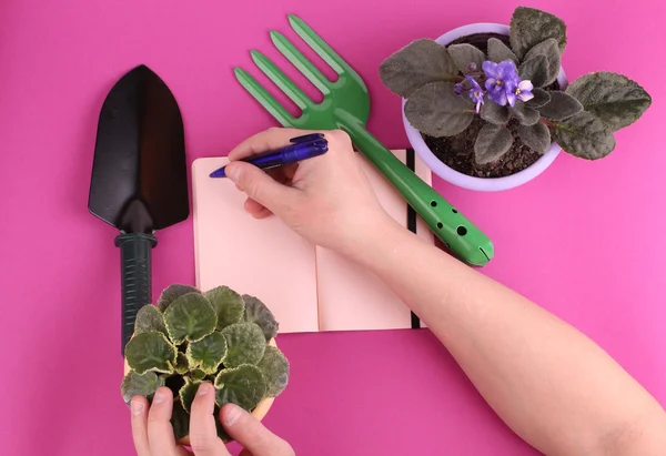 people, gardening, flower planting and profession concept - close up of man or gardener hands planting violet to flower pot at home