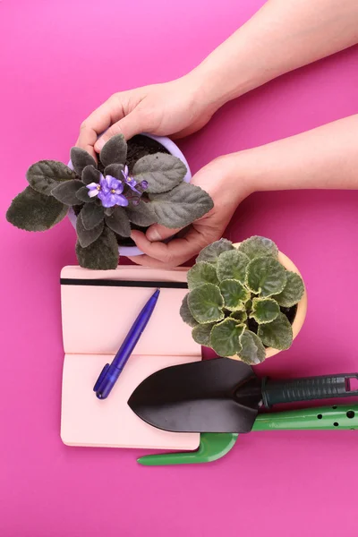 people, gardening, flower planting and profession concept - close up of man or gardener hands planting violet to flower pot at home