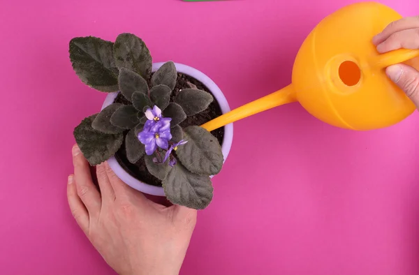 Man hold watering can. Home flowers. Indoor. Pink background.