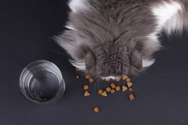 persian cat eating food with water glass on a black background. clipart