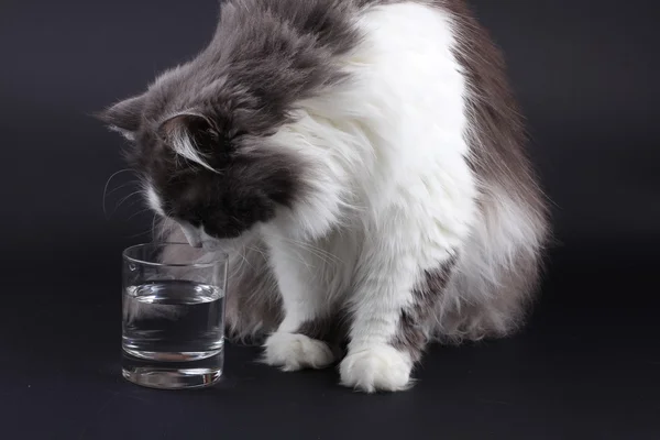 Persisk katt äter mat med vatten glas på svart bakgrund. — Stockfoto
