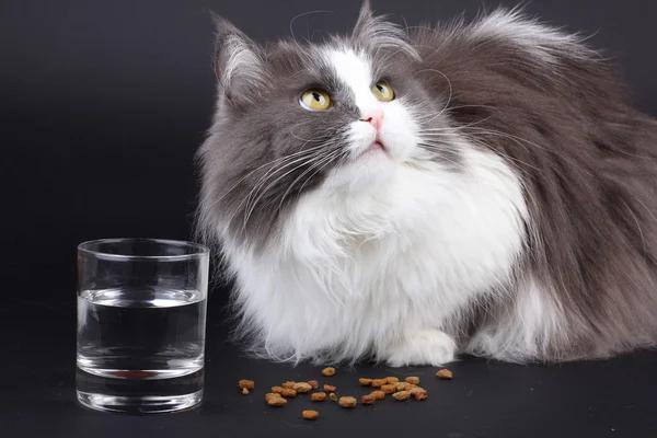persian cat eating food with water glass on a black background.