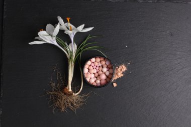 Koyu arkaplanda ruj ve crocus çiçeğinin üst görünümü 