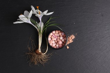 Koyu arkaplanda ruj ve crocus çiçeğinin üst görünümü 