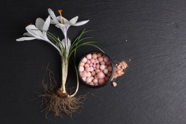 Koyu arkaplanda ruj ve crocus çiçeğinin üst görünümü 