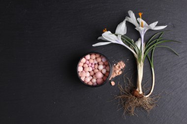 Koyu arkaplanda ruj ve crocus çiçeğinin üst görünümü 