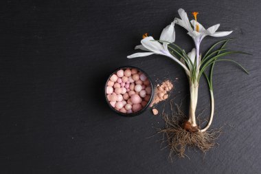 Koyu arkaplanda ruj ve crocus çiçeğinin üst görünümü 