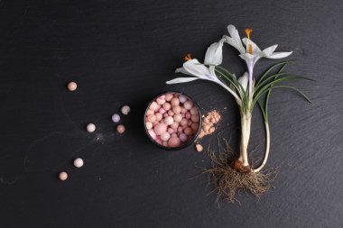 Koyu arkaplanda ruj ve crocus çiçeğinin üst görünümü 