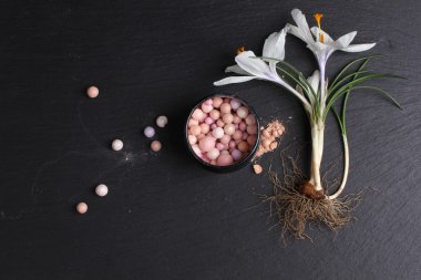 Koyu arkaplanda ruj ve crocus çiçeğinin üst görünümü 